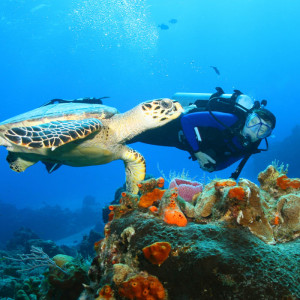 Optional image title goes here Optional image title goes here